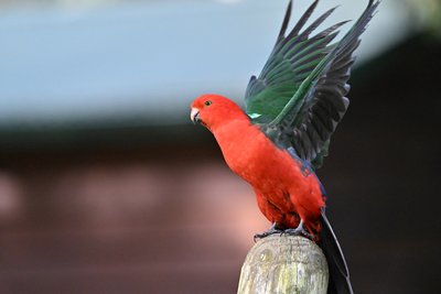 澳洲王鹦鹉