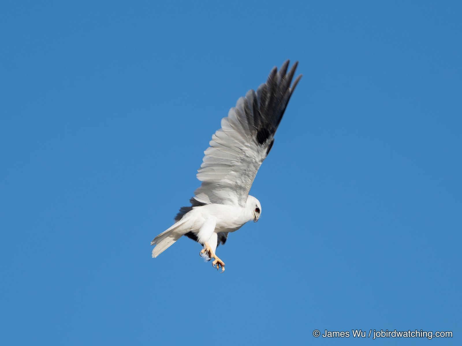 Black-shouldered Kite