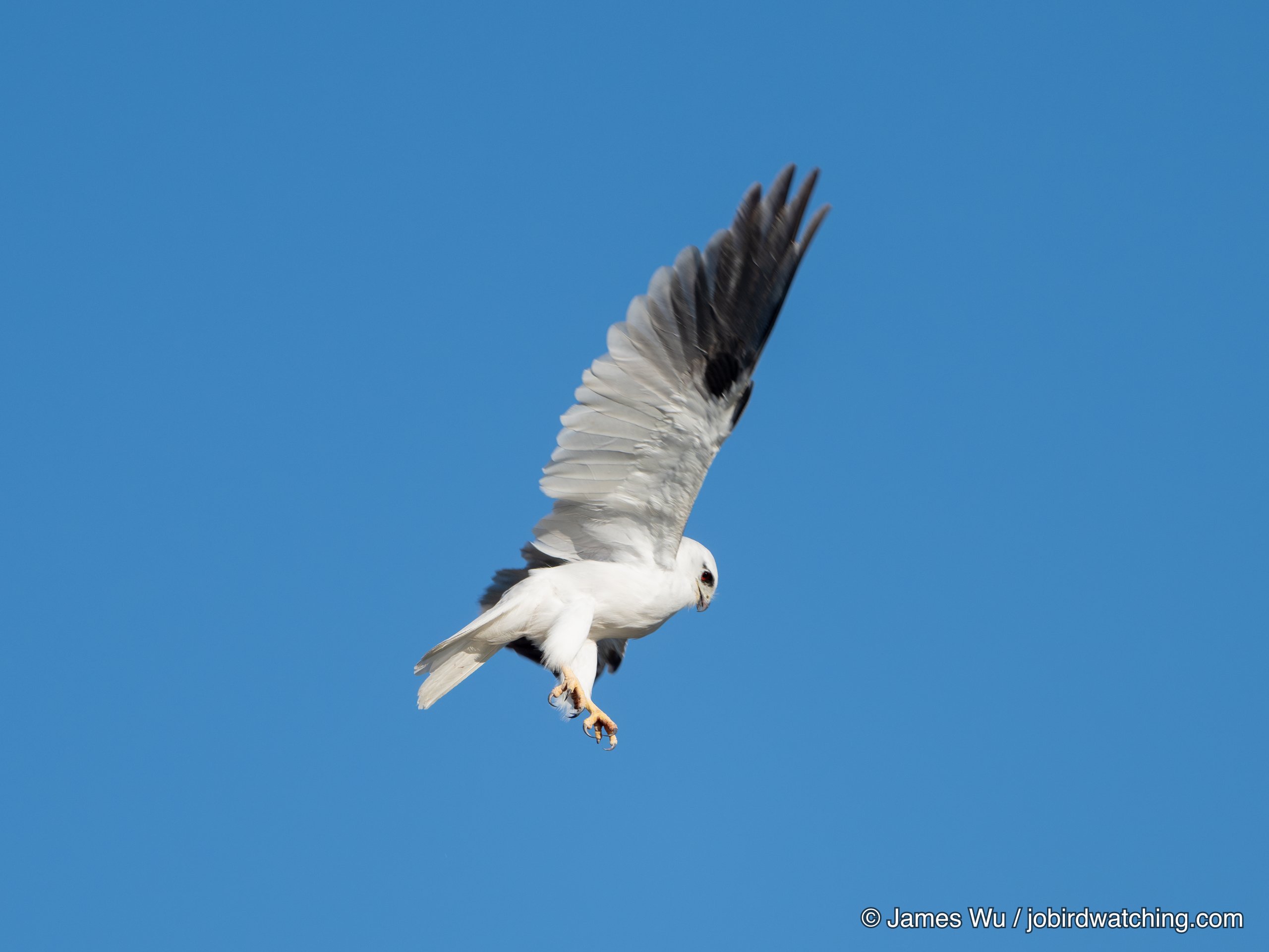 Black-shouldered Kite