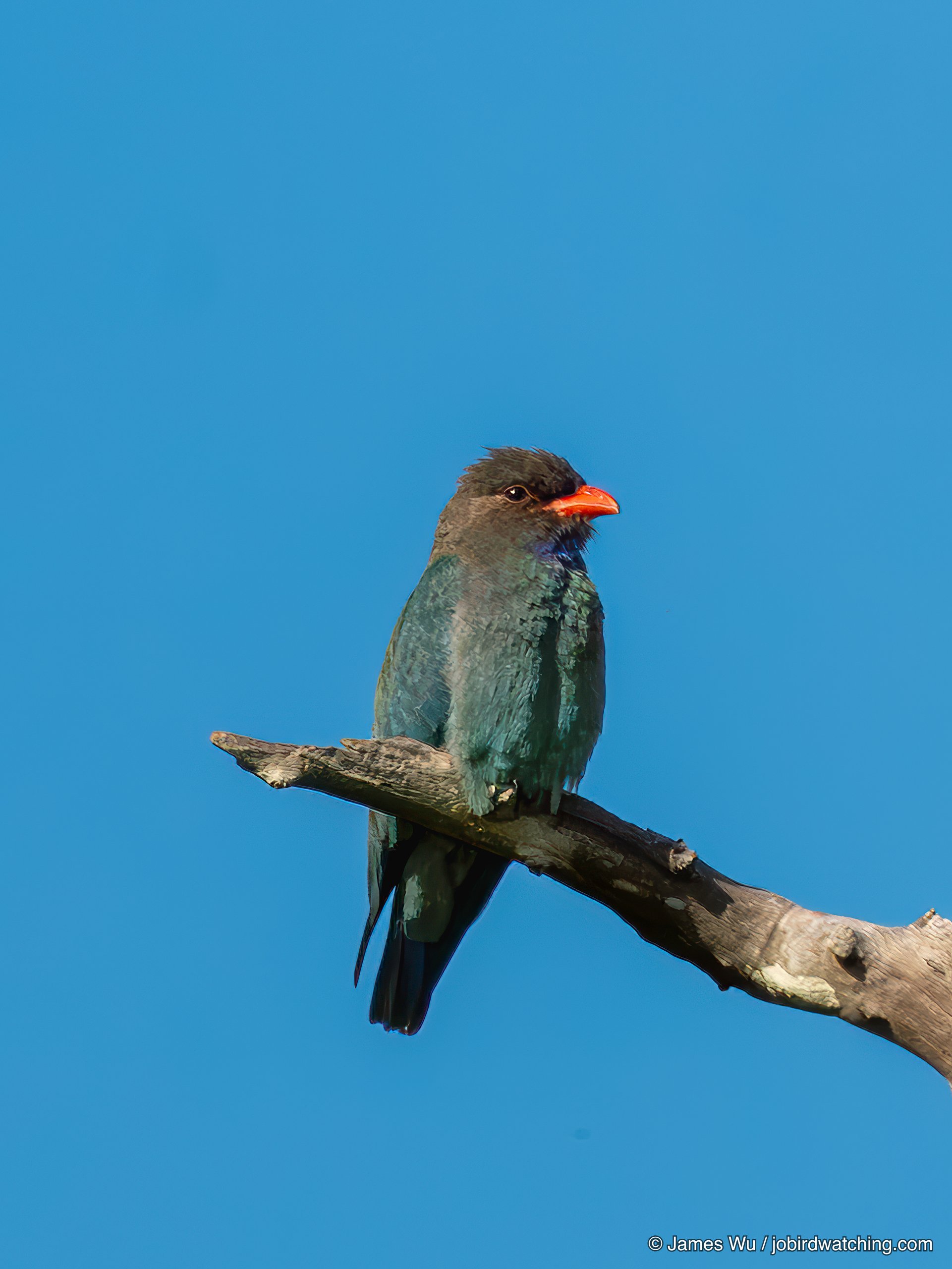 Oriental Dollarbird