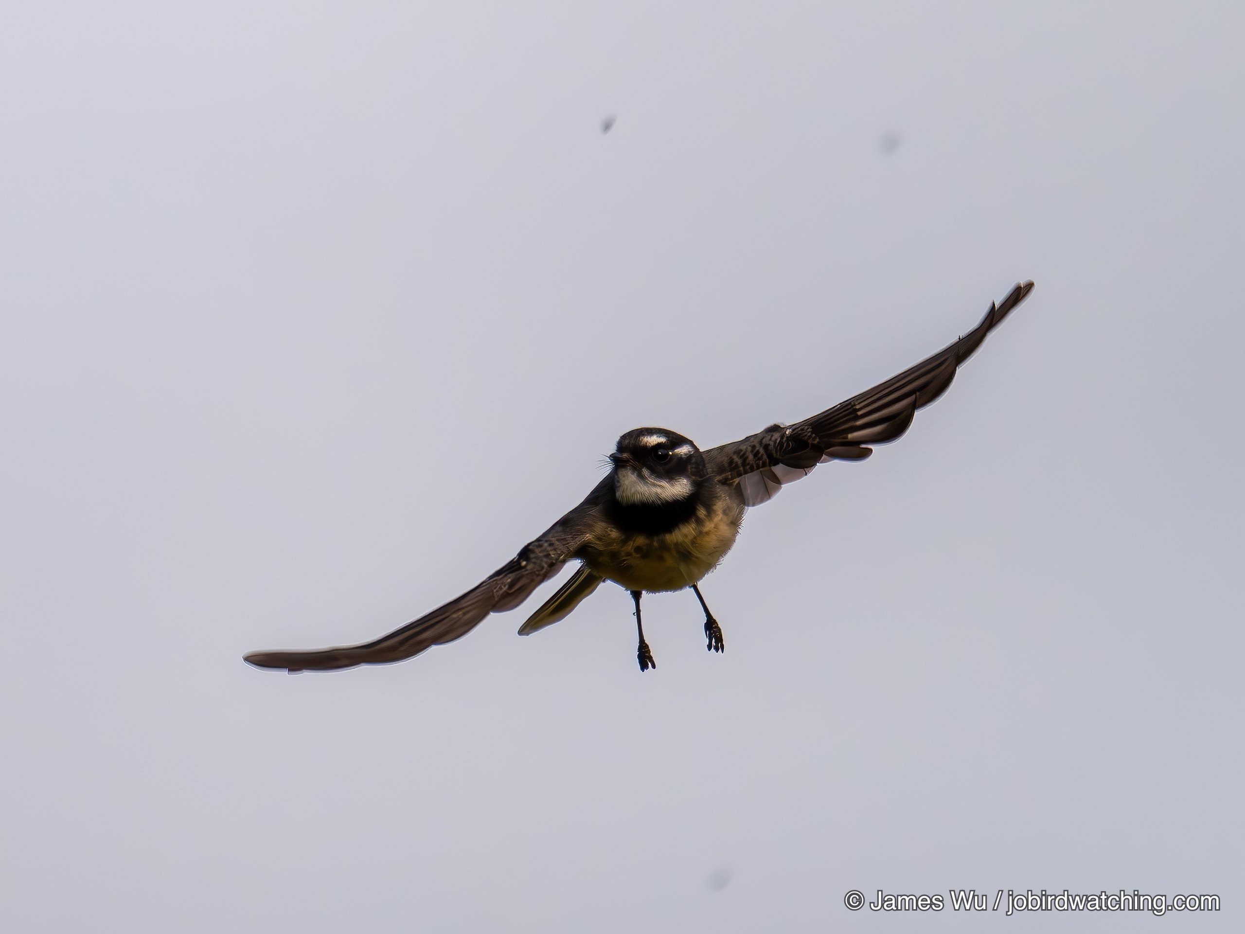 Grey Fantail