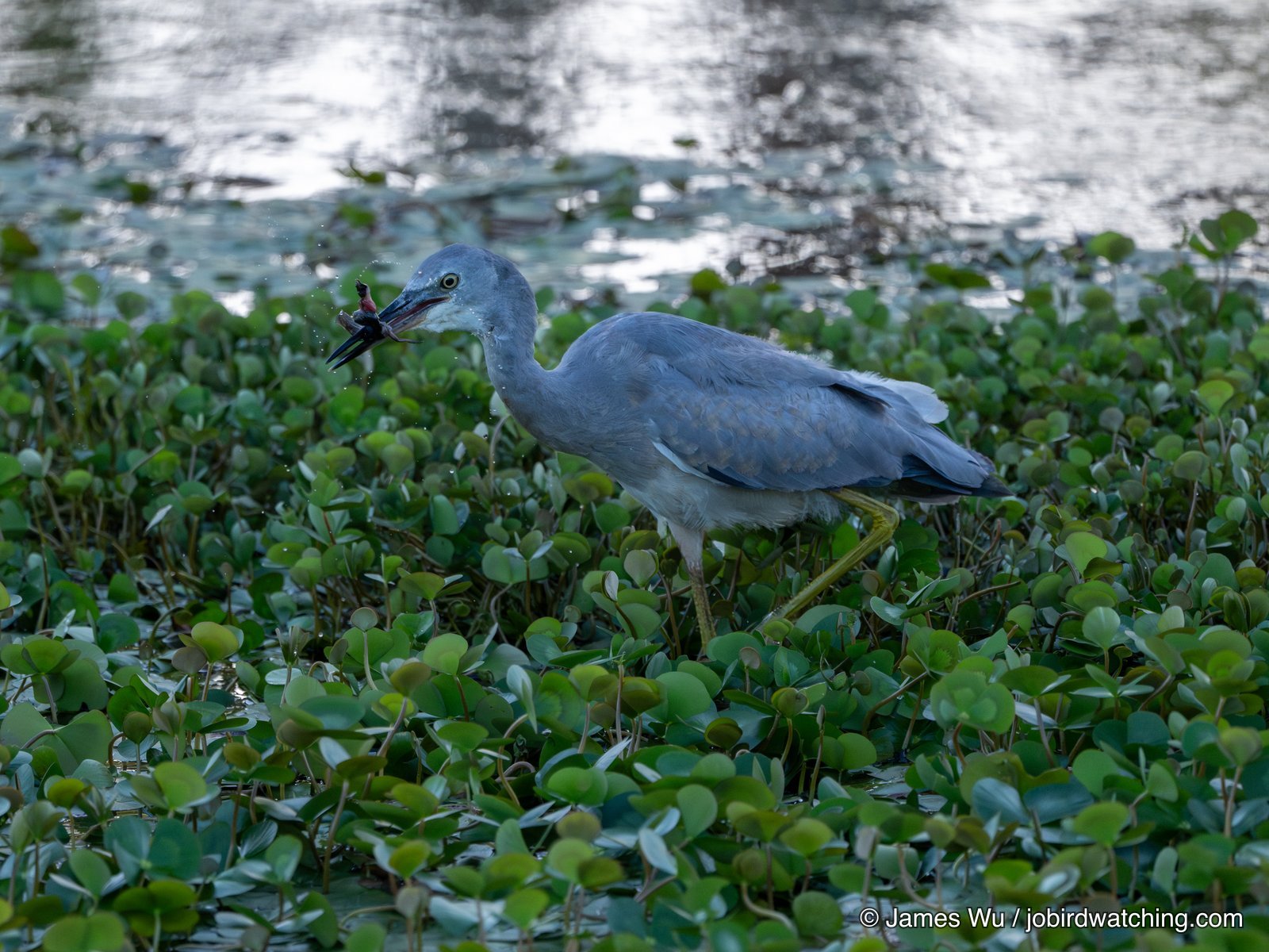 White-faced Heron