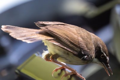 白眉丝刺莺