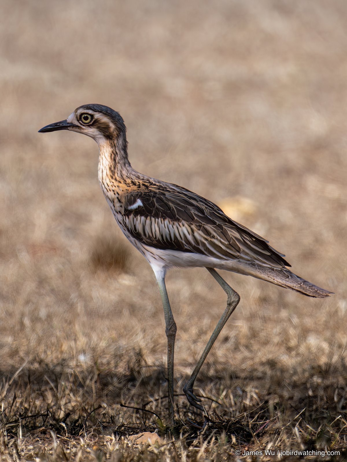 Bush Stone-curlew