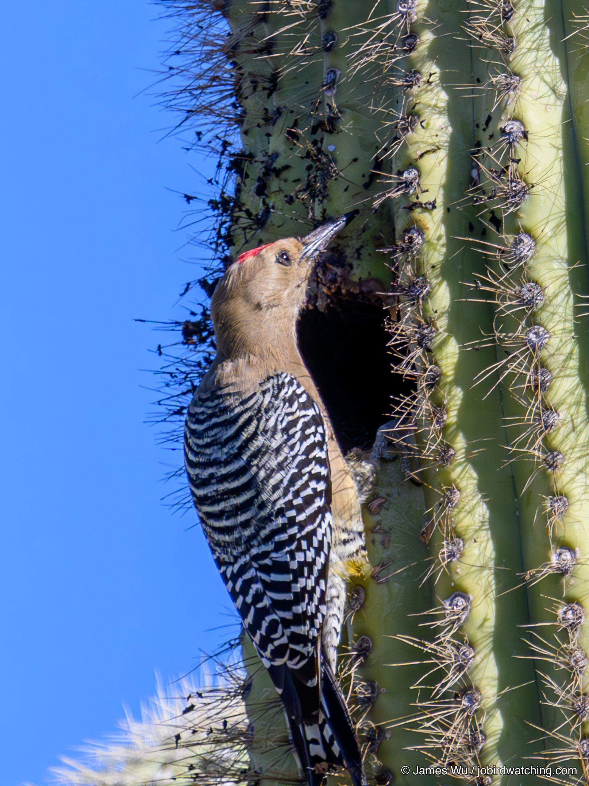 Gila Woodpecker
