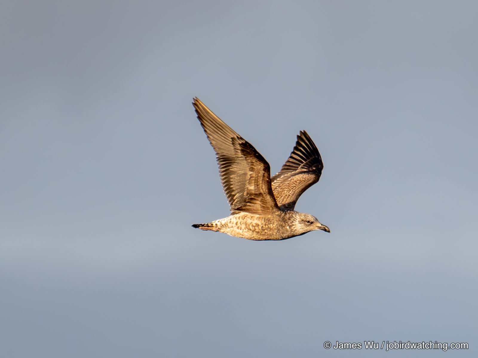 Kelp Gull