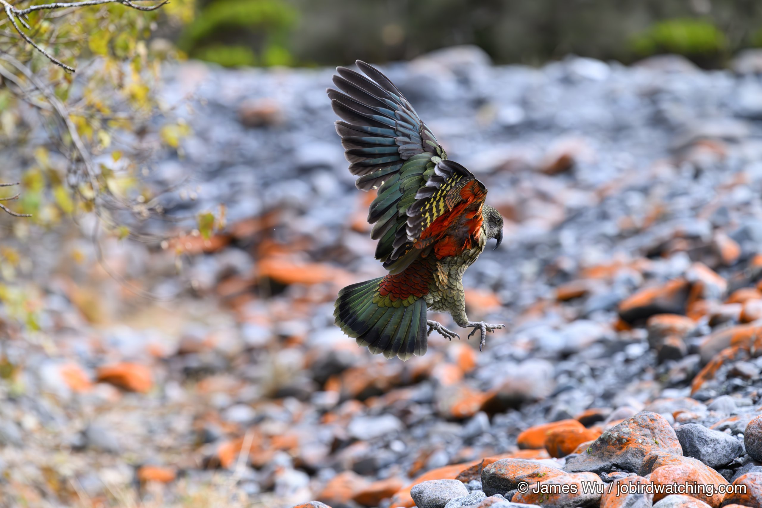 Kea
