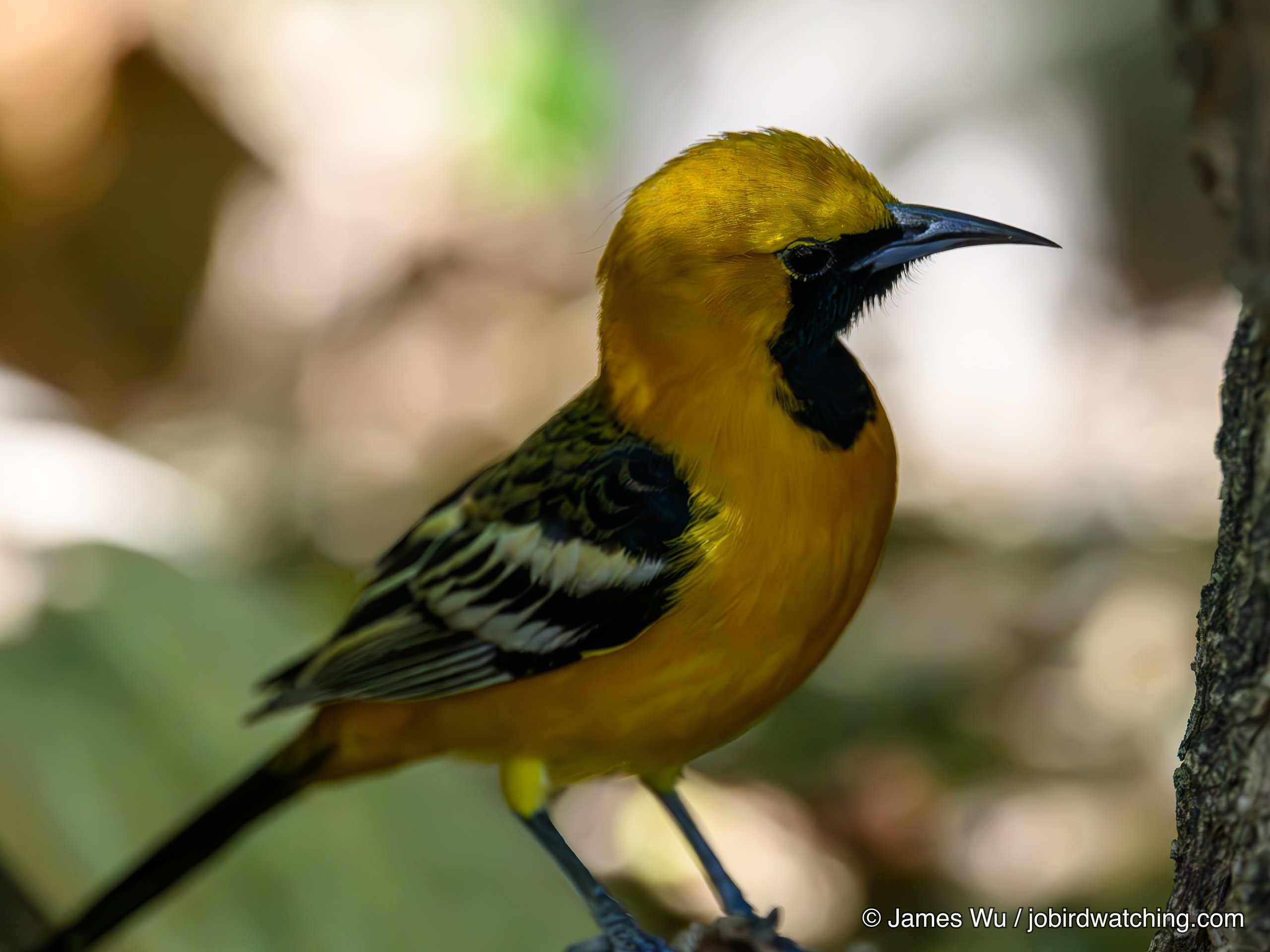 Hooded Oriole