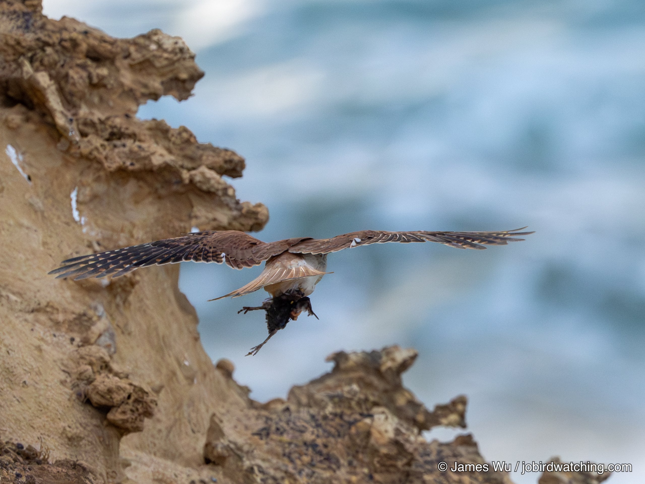 Nankeen Kestrel