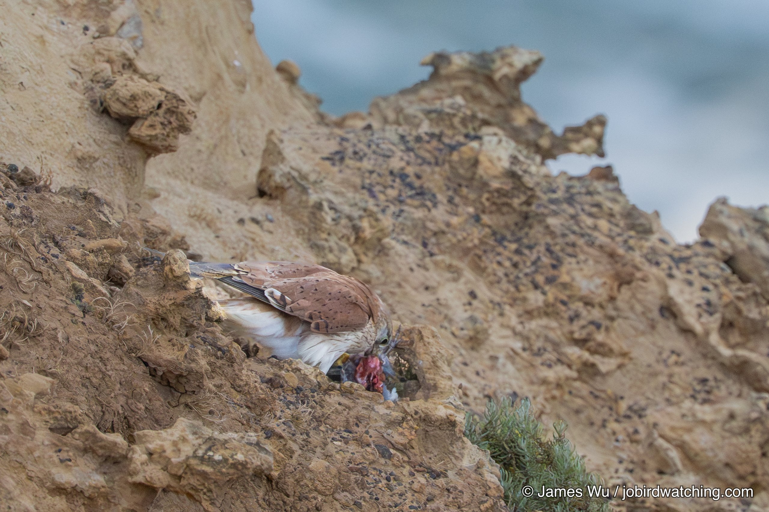 Nankeen Kestrel