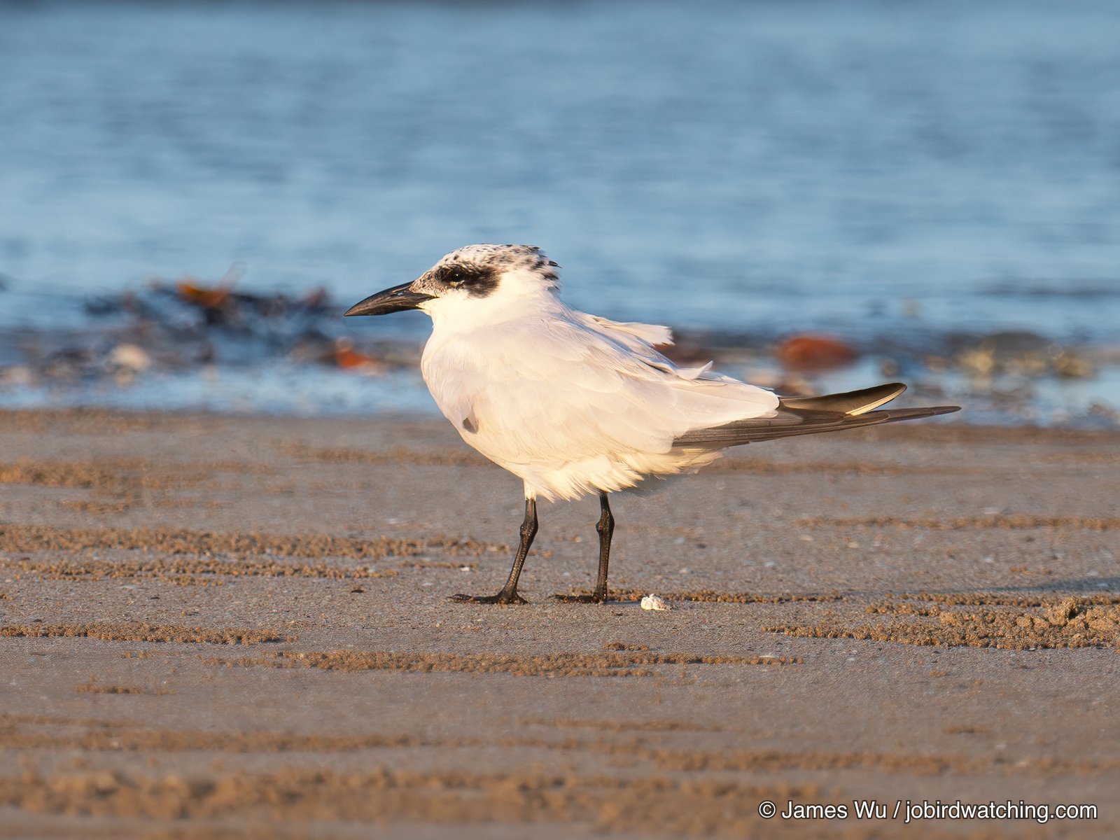 Australian Tern