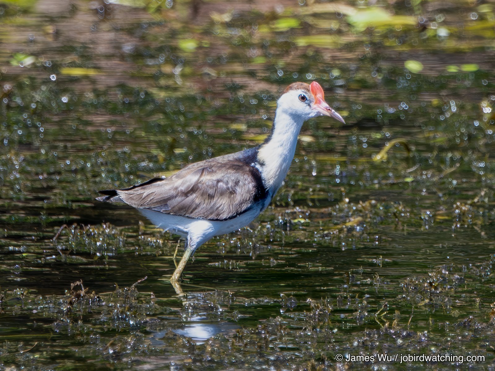 Comb-crested Jacana