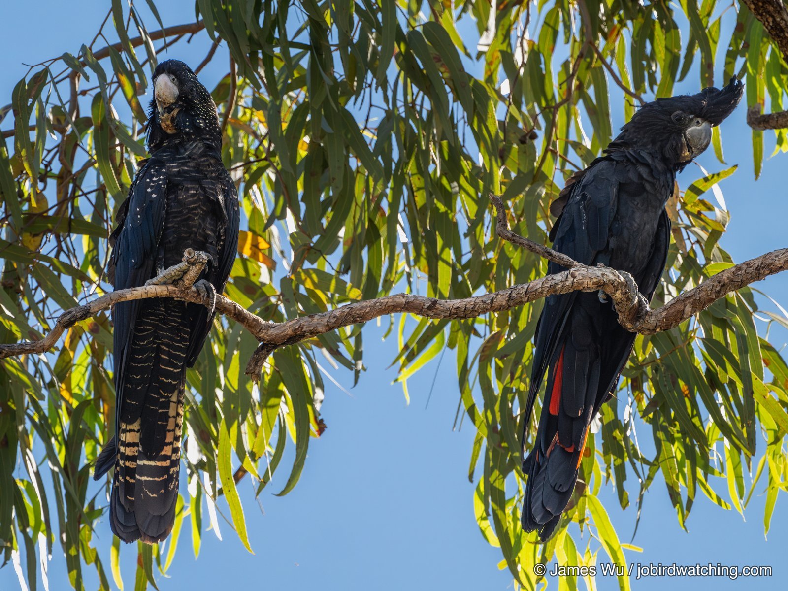Red-tailed Black Cockatoo