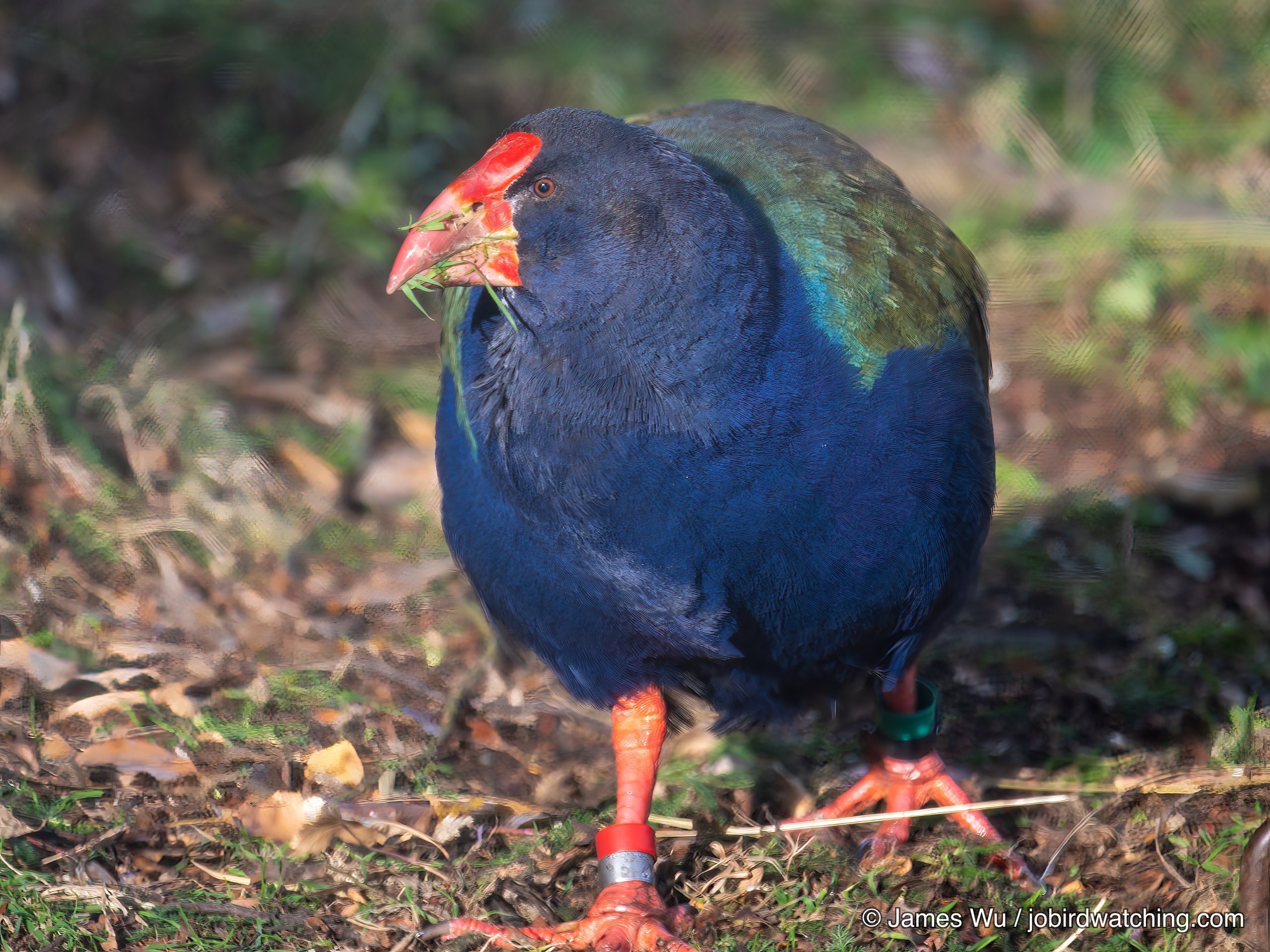 South Island Takahe