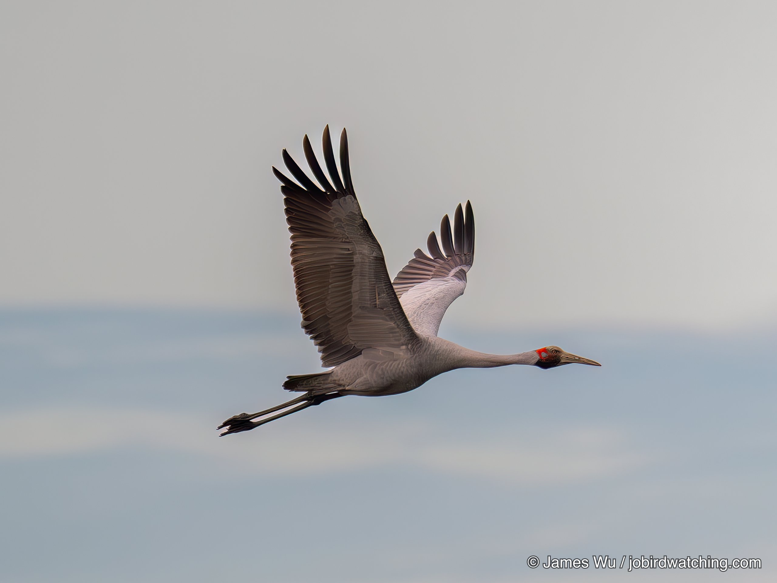Brolga