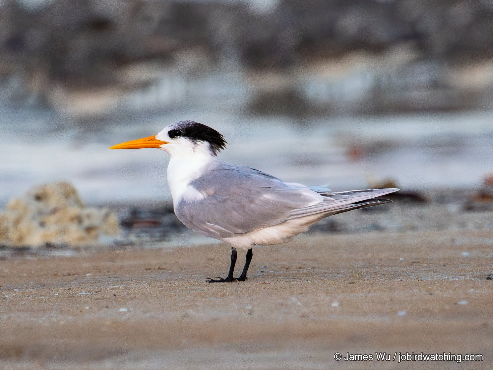 Lesser Crested Tern
