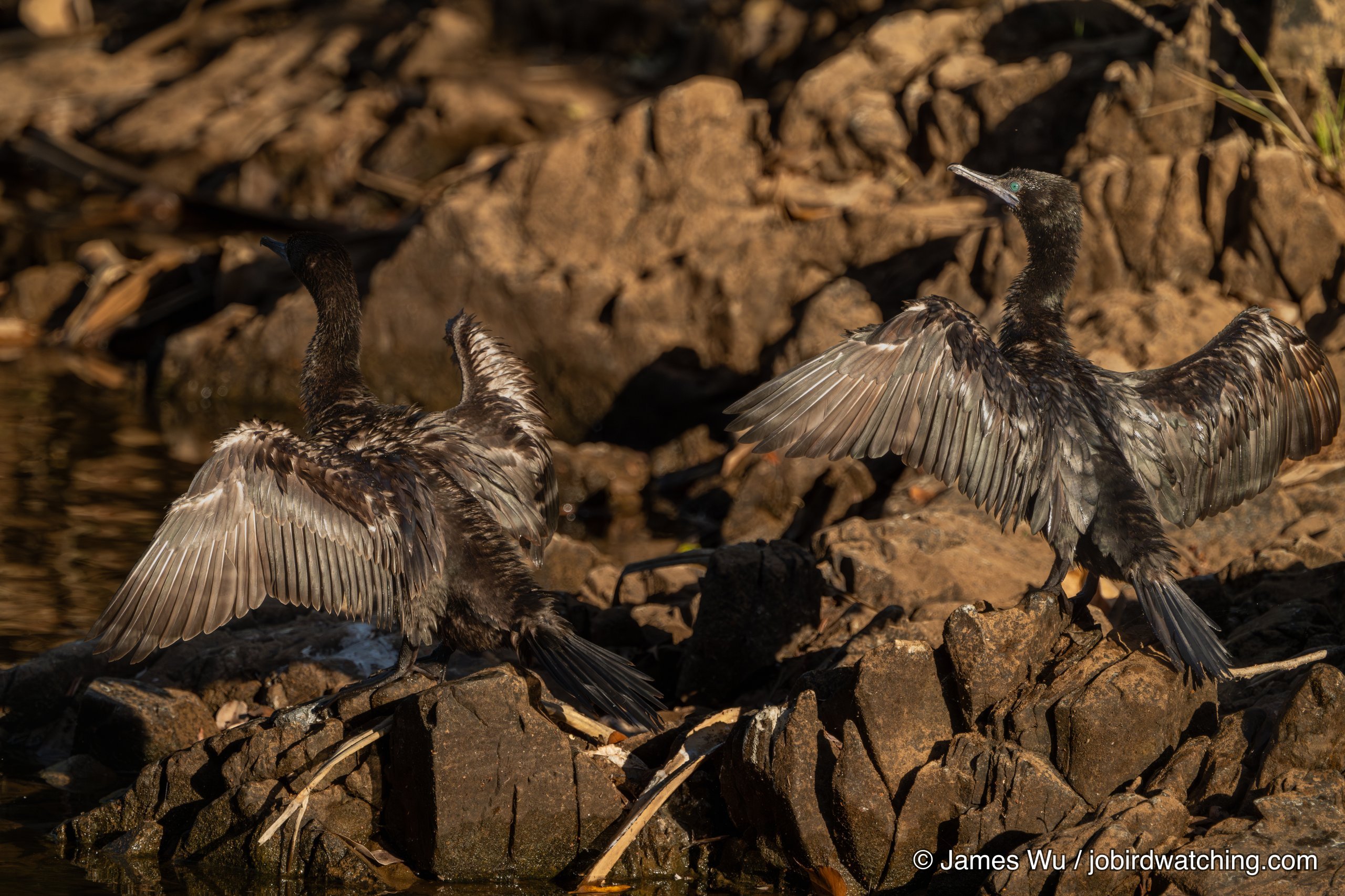 Little Black Cormorant