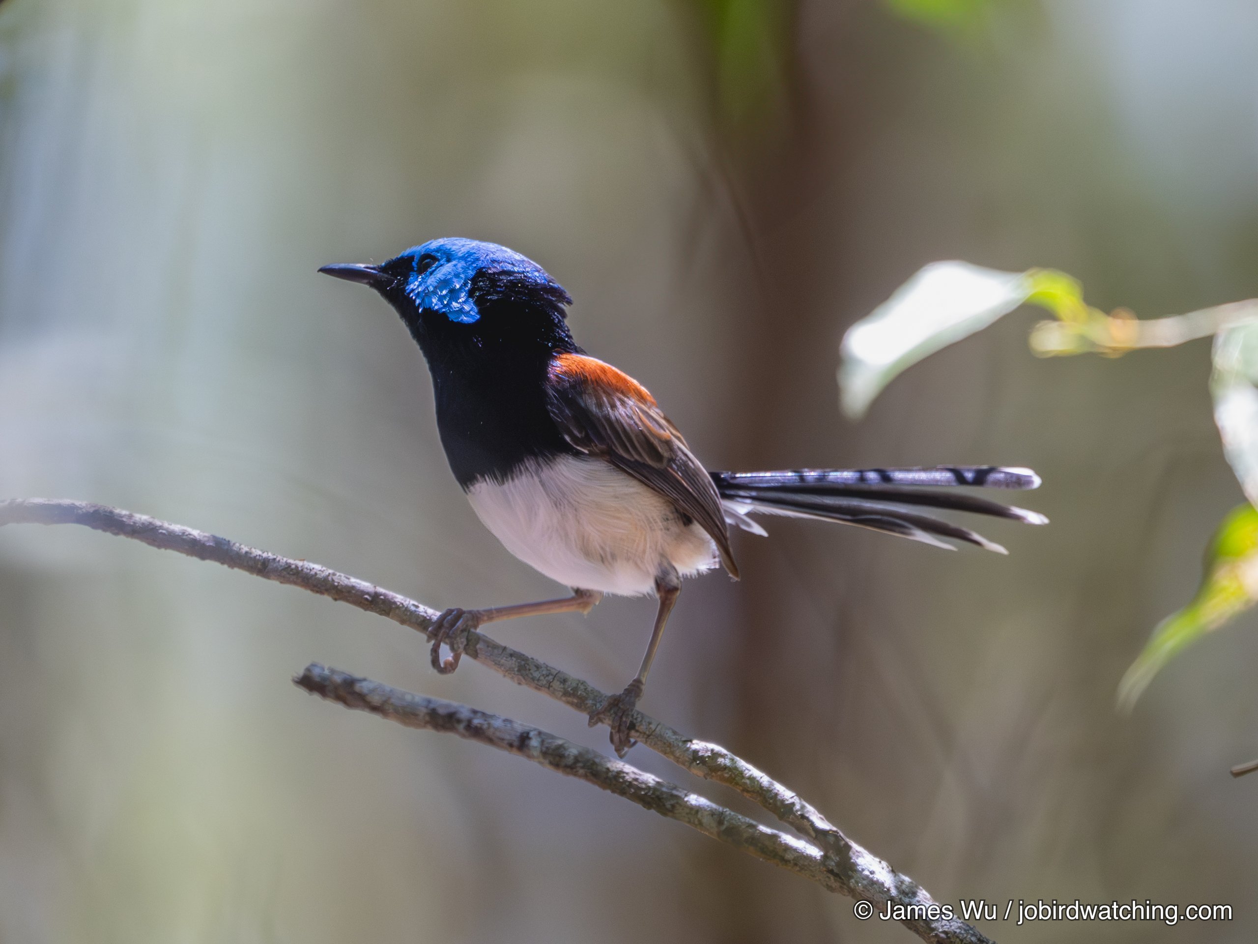 Lovely Fairywren