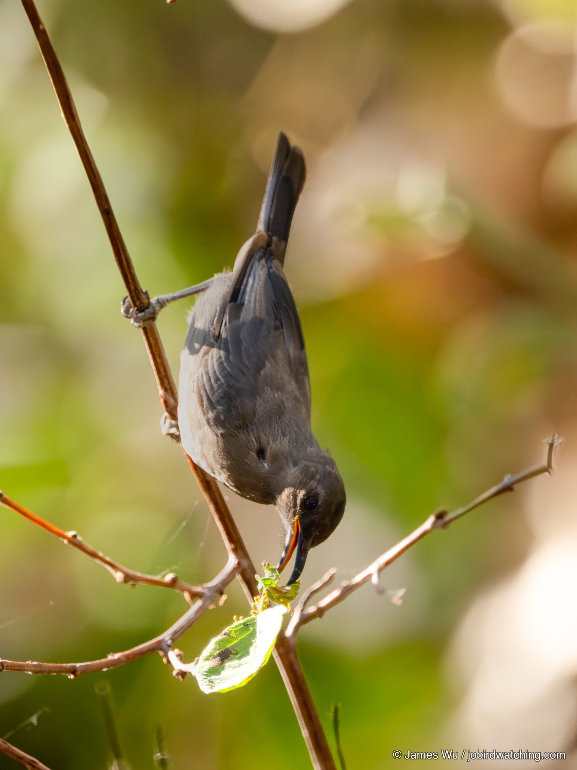 Dusky Myzomela