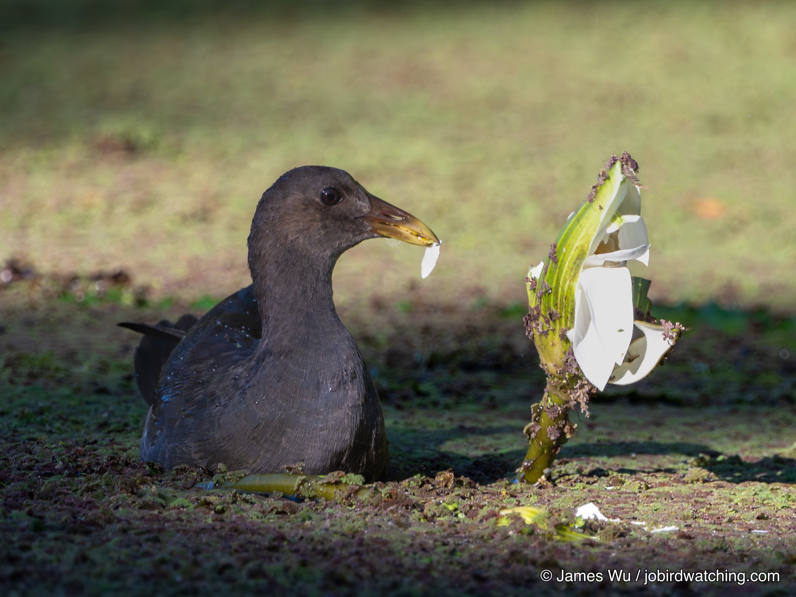 Dusky Moorhen