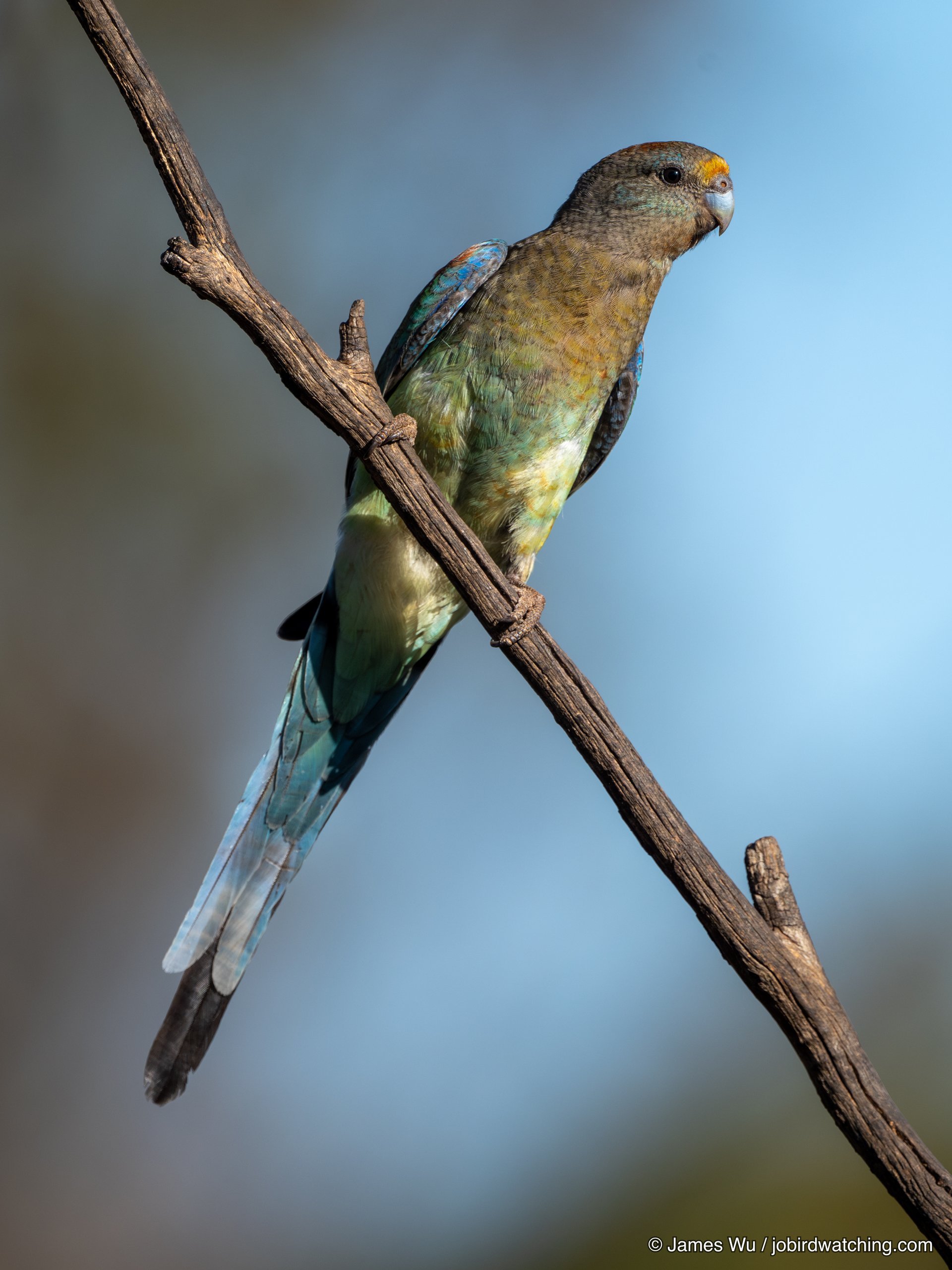 Mulga Parrot