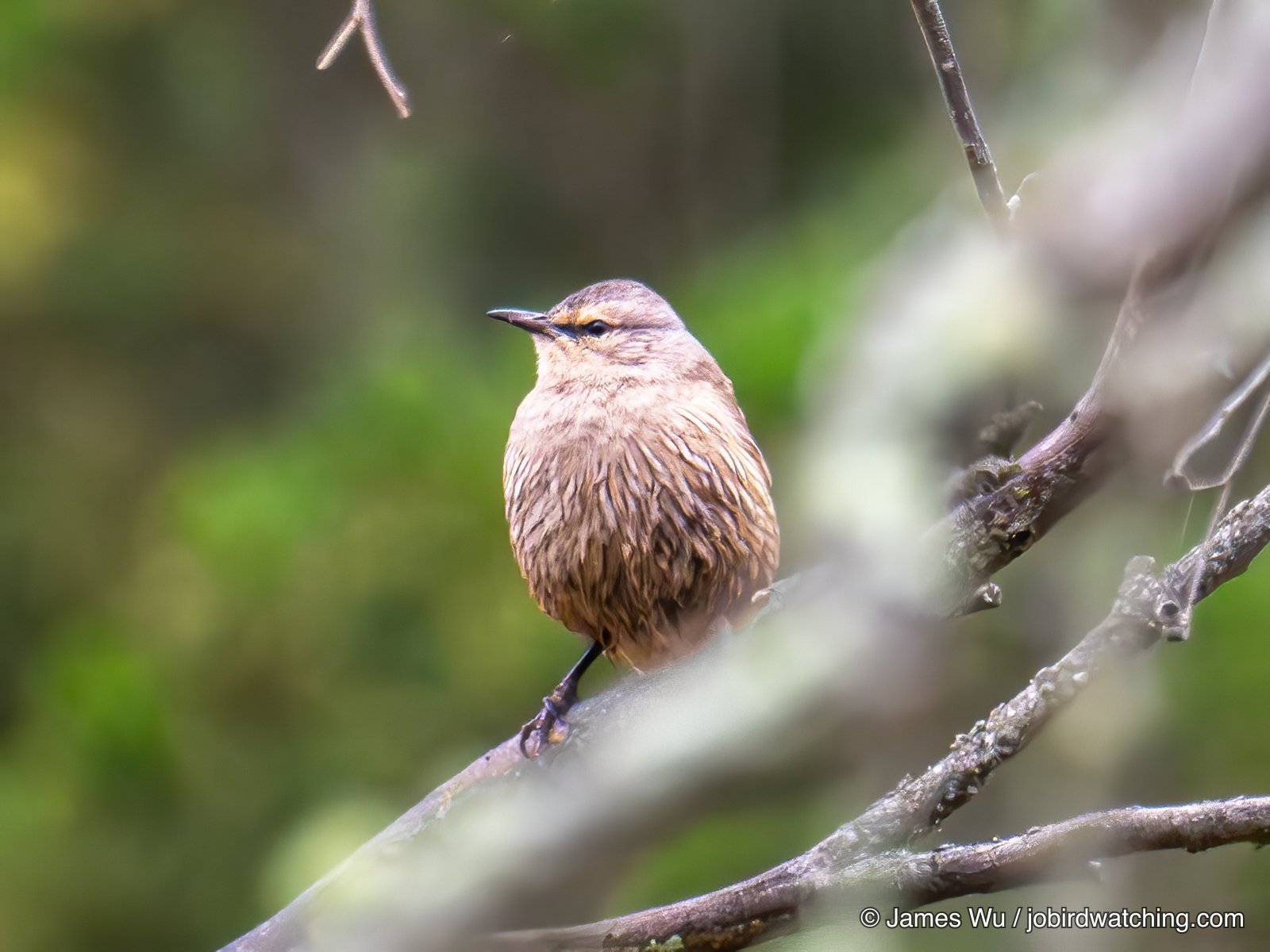 Brown Treecreeper