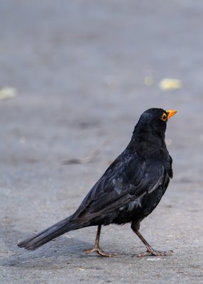 欧乌鸫