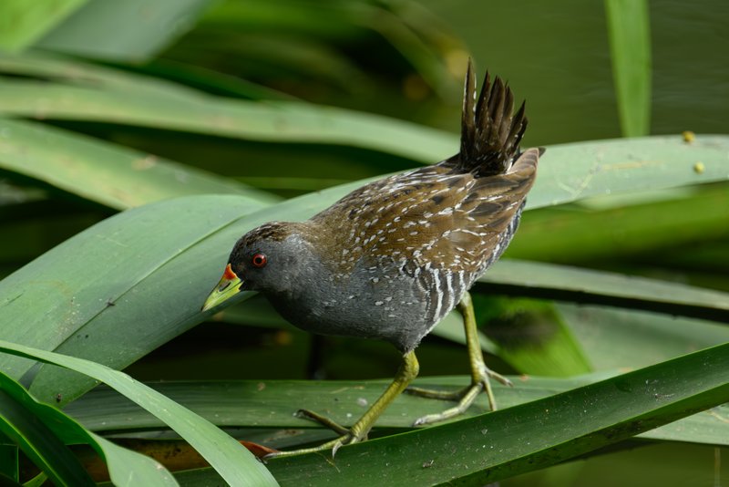 斑田鸡