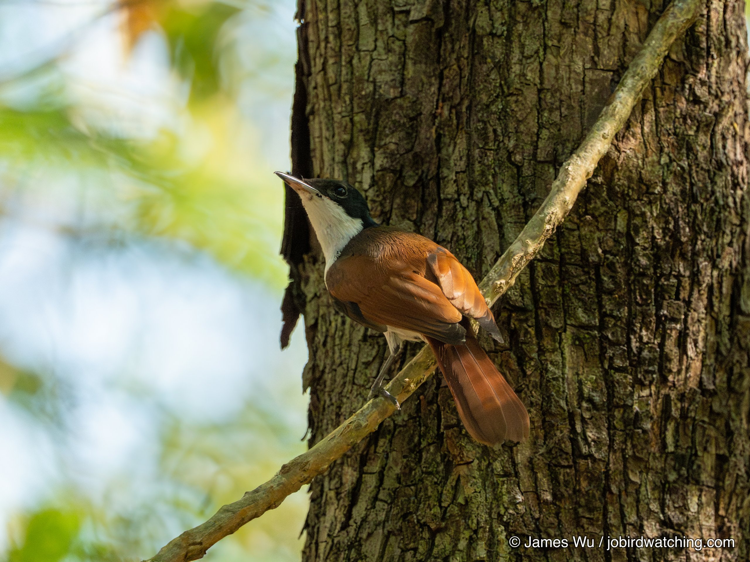 Shining Flycatcher
