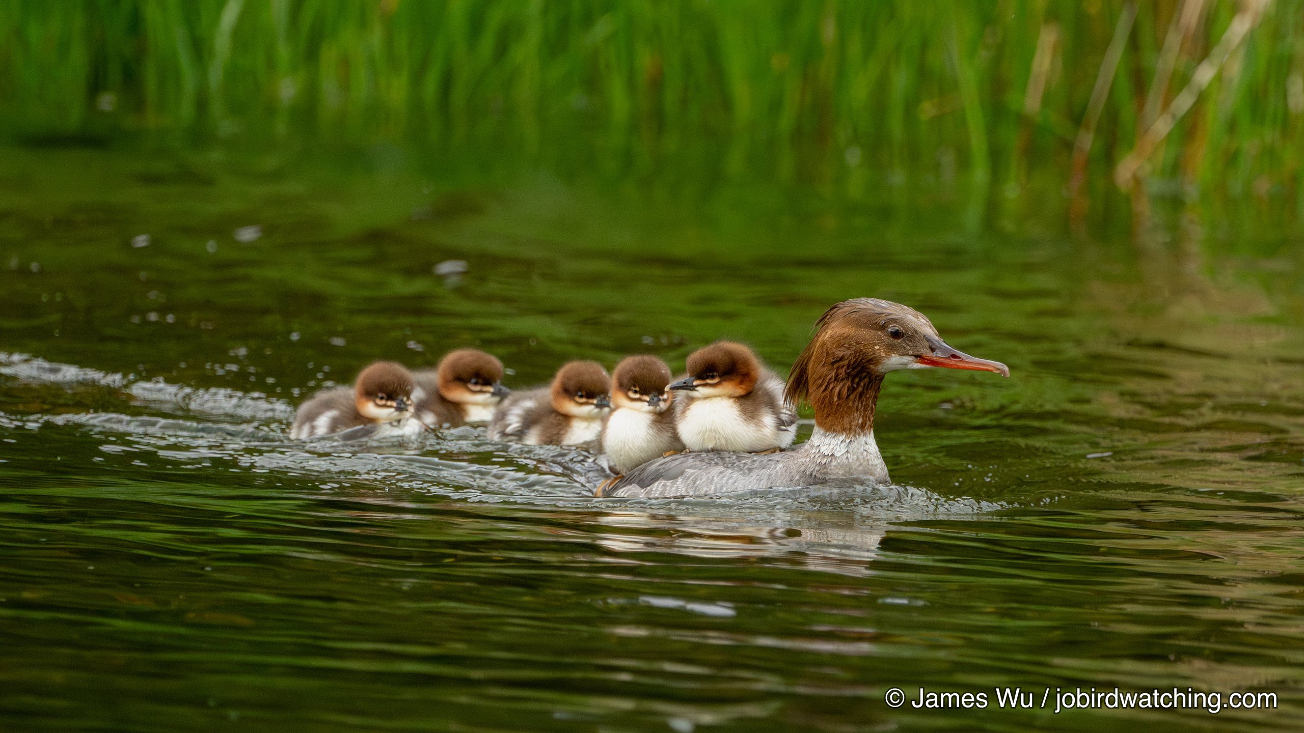 Common Merganser