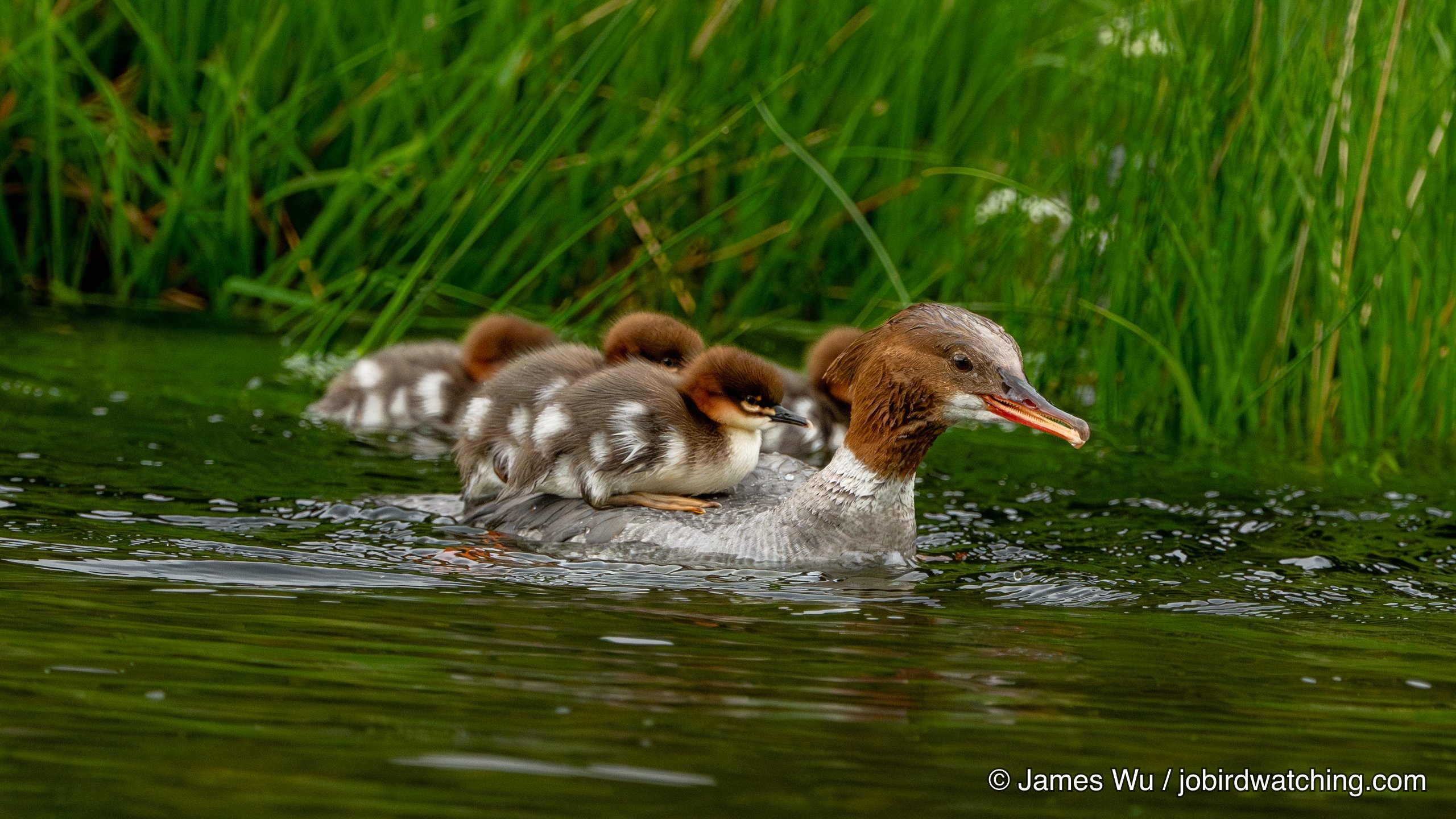 Common Merganser