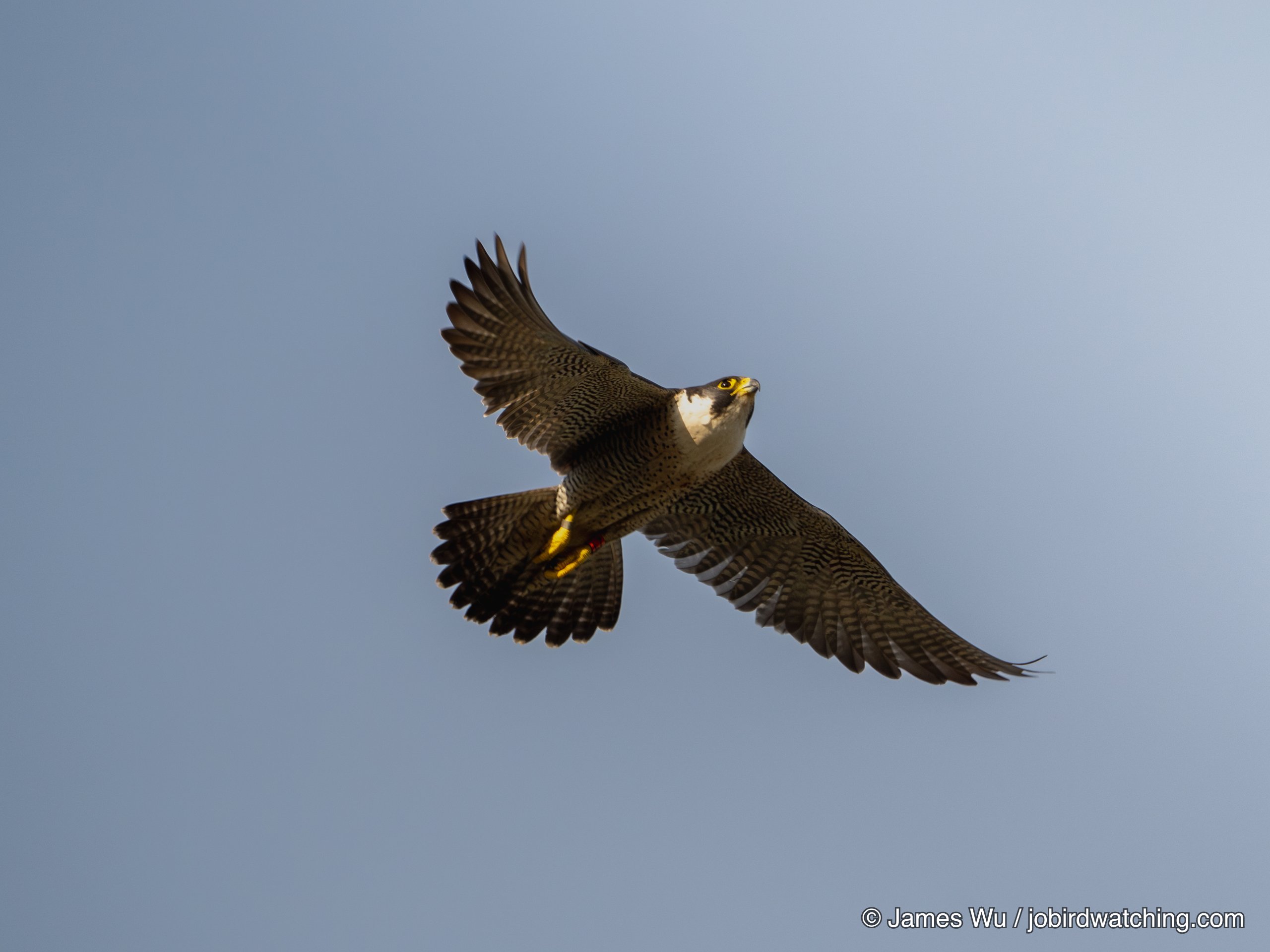 游隼