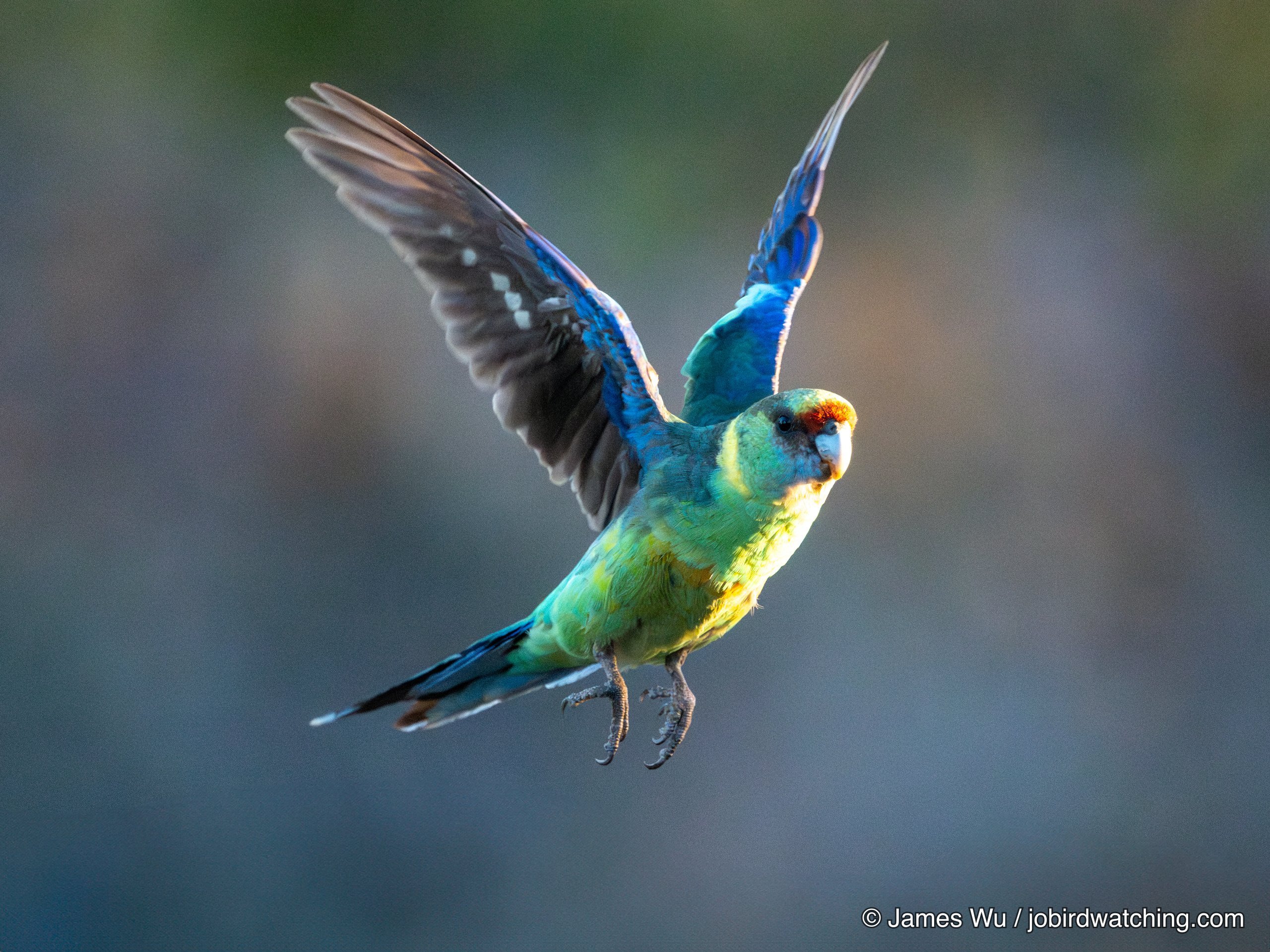 Australian Ringneck