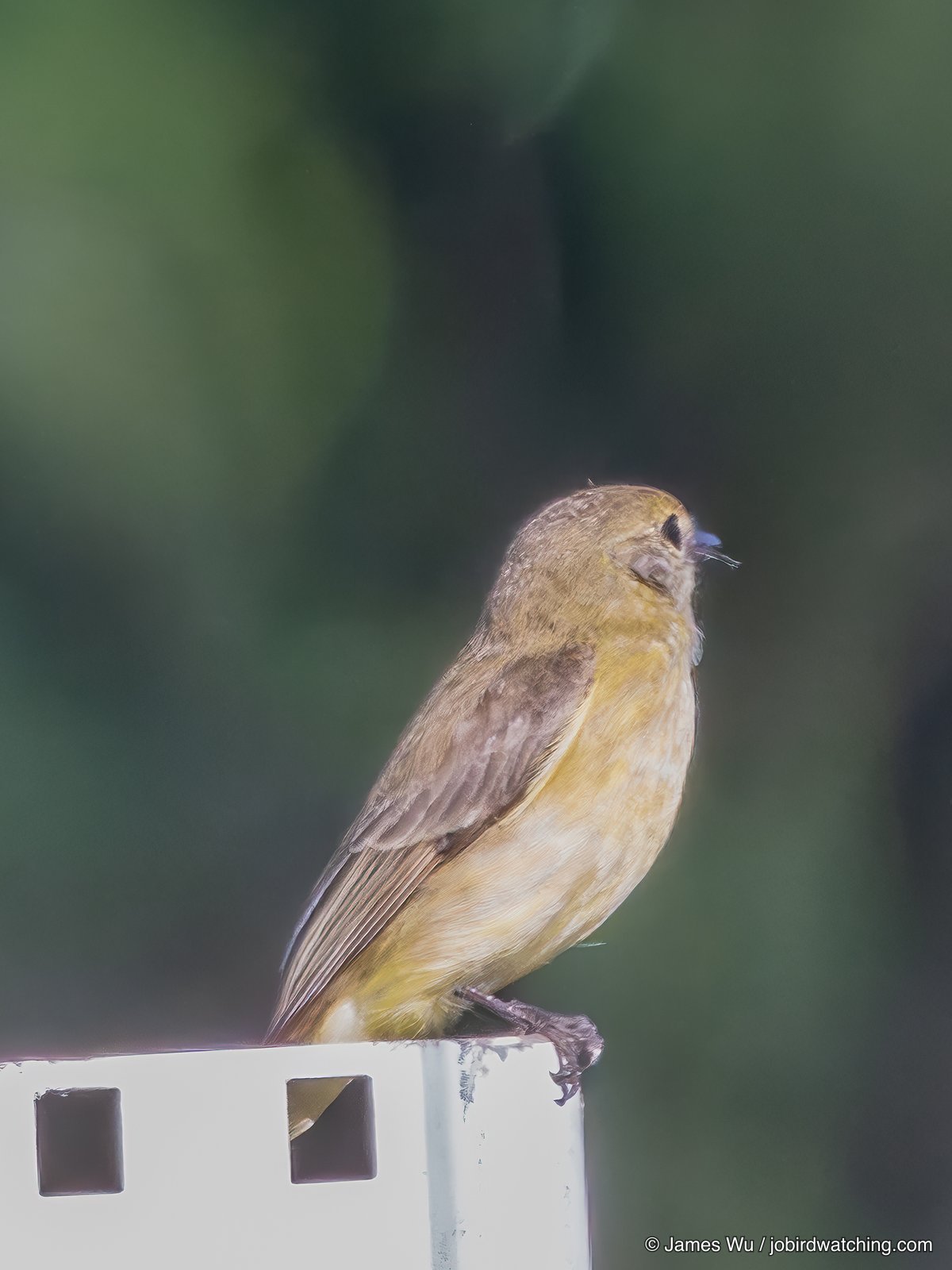 Lemon-bellied Flyrobin