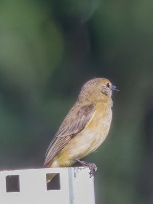 黄胸小鹟