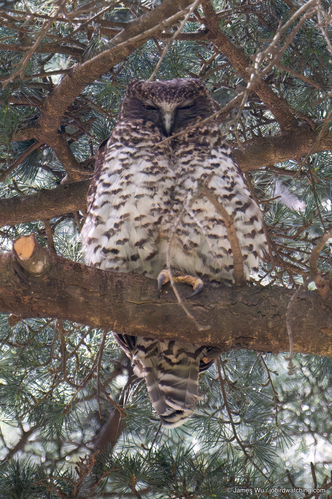 Powerful Owl