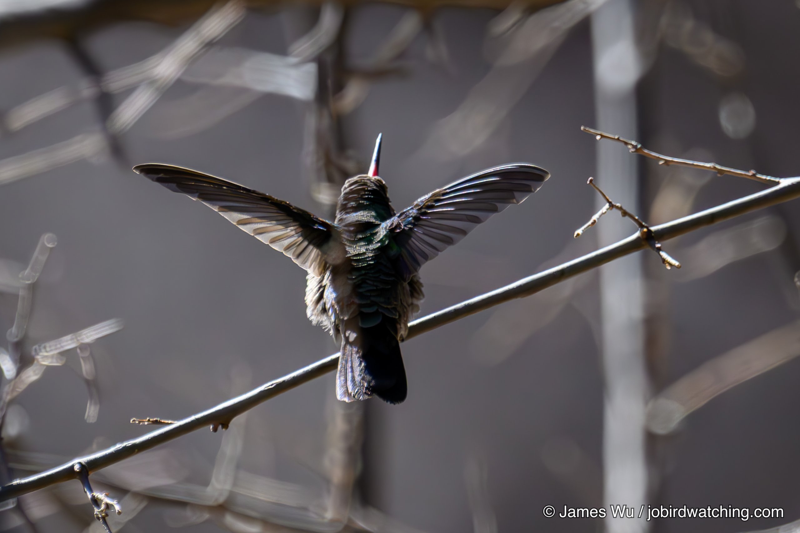 Broad-billed Hummingbird