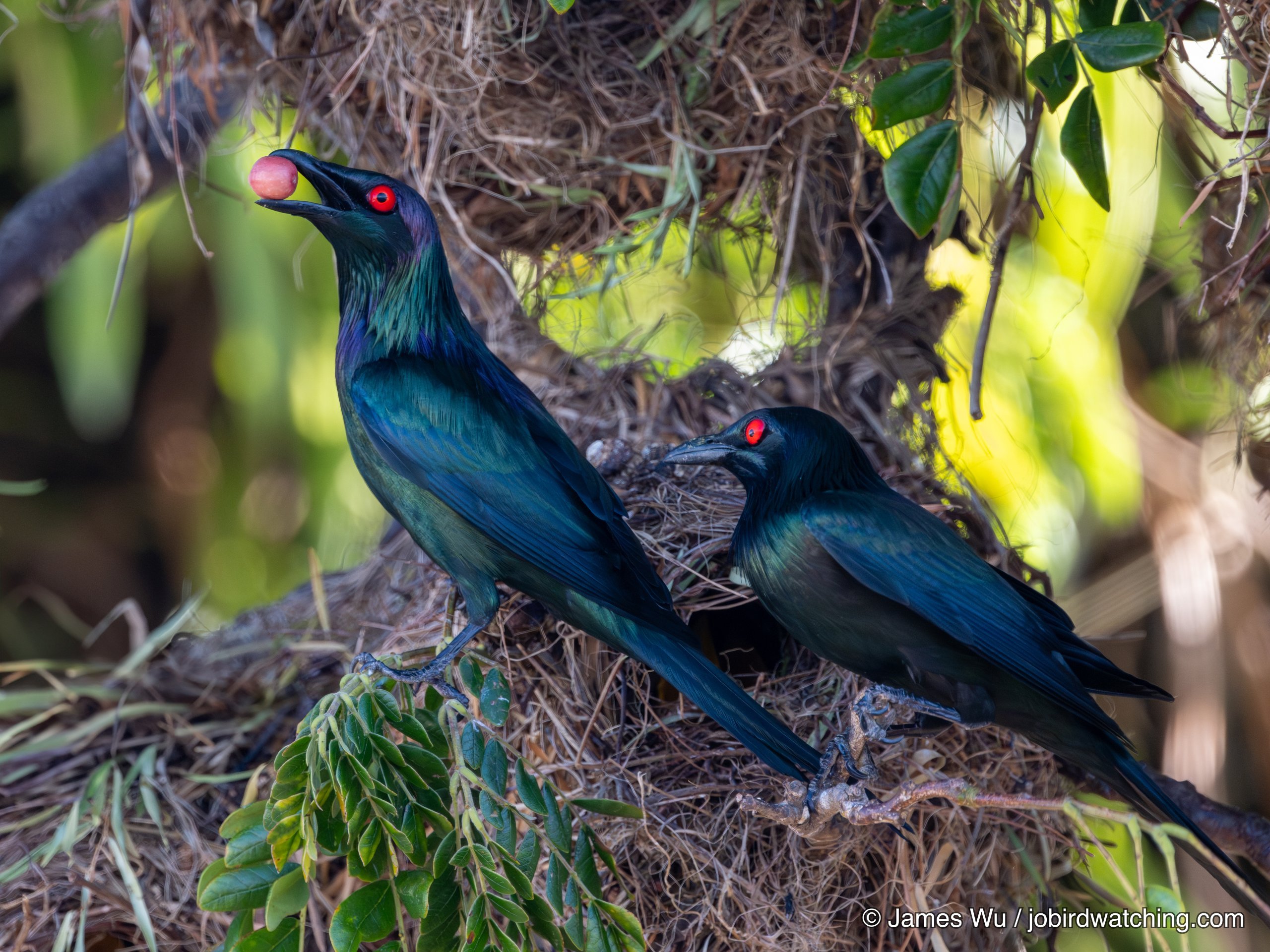 Metallic Starling