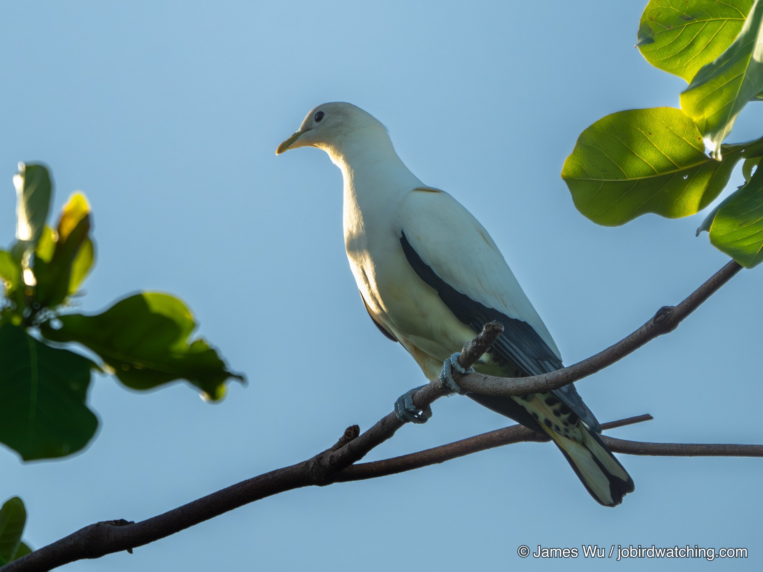 Torresian Imperial Pigeon