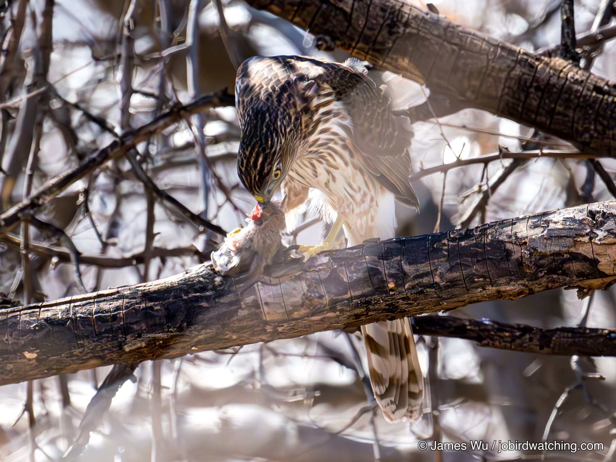 Cooper's Hawk
