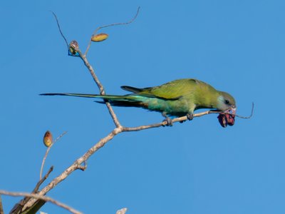 黑冠鹦鹉