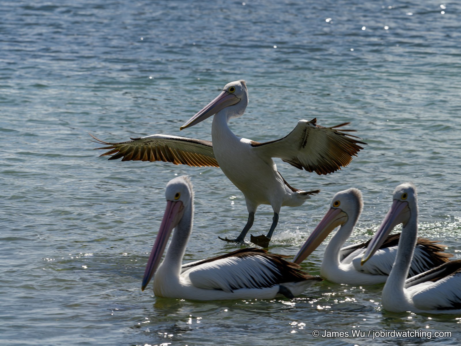 Australian Pelican