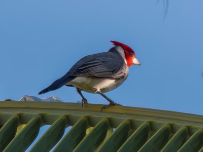 冠蜡嘴鹀