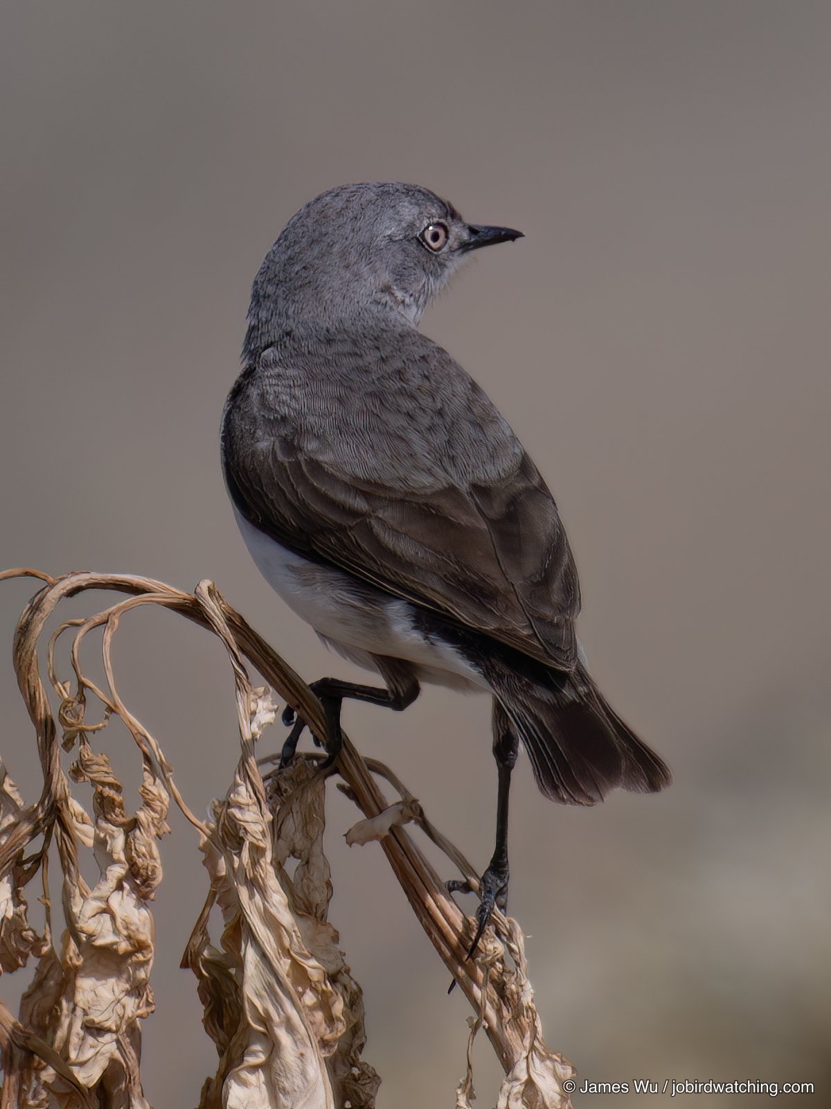 White-fronted Chat