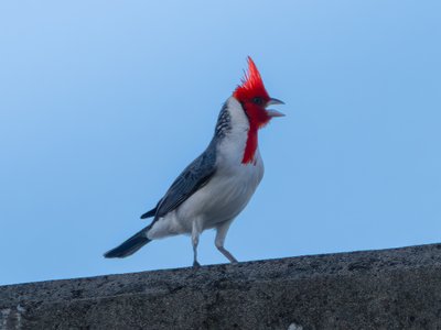 冠蜡嘴鹀