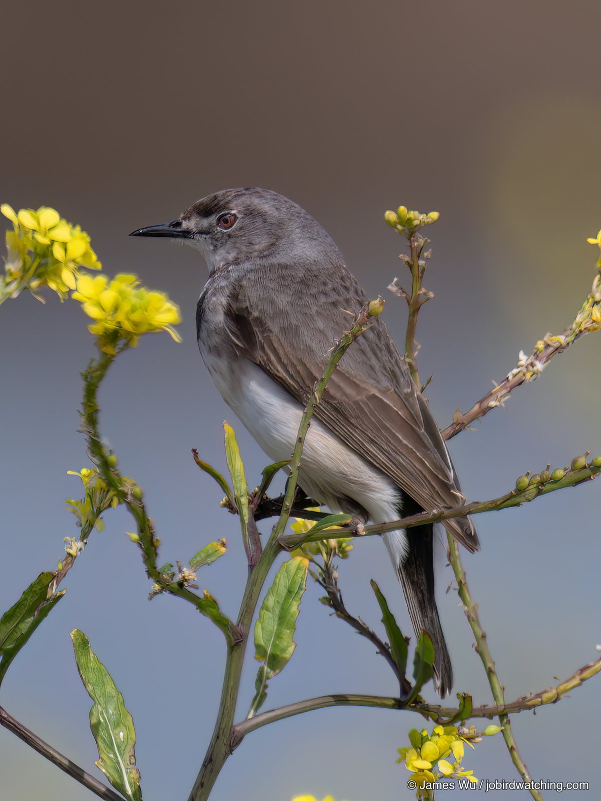 白额澳䳭