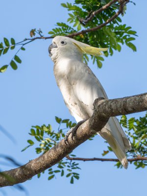 葵花鹦鹉