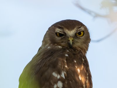 吠鹰鸮