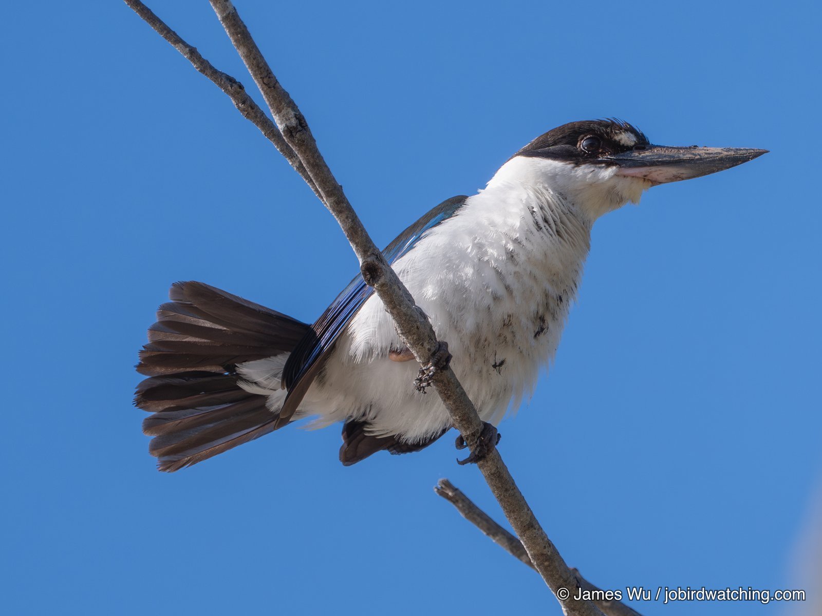 Torresian Kingfisher