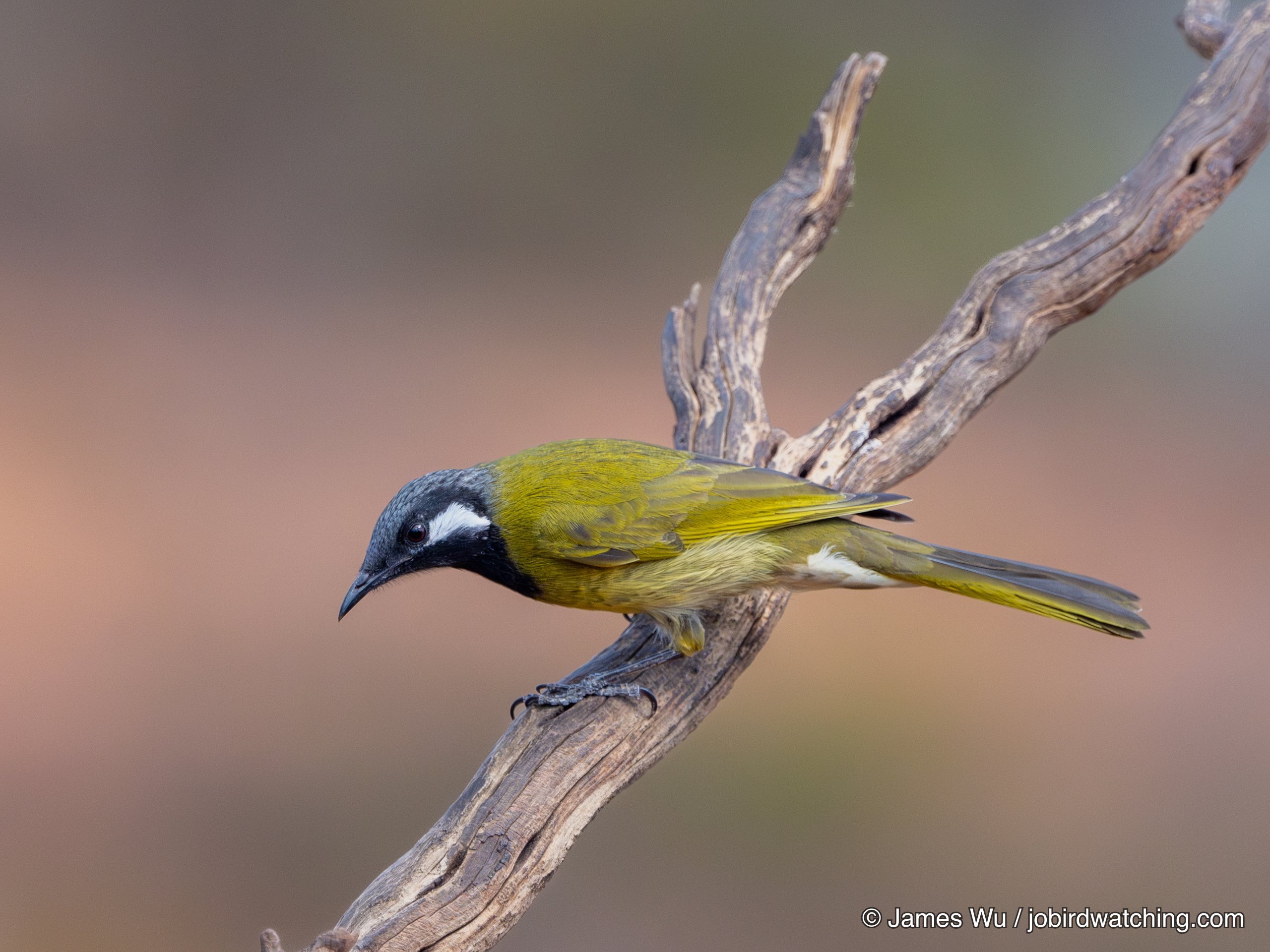 White-eared Honeyeater
